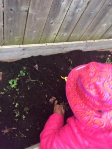 Toddler touching soil