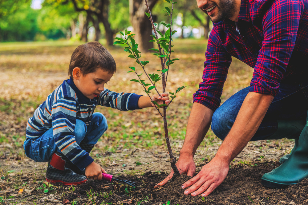 A young boy helps his father plant a tree